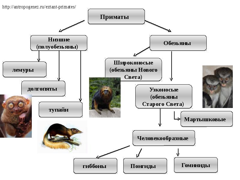 Антропогенез эволюция приматов презентация