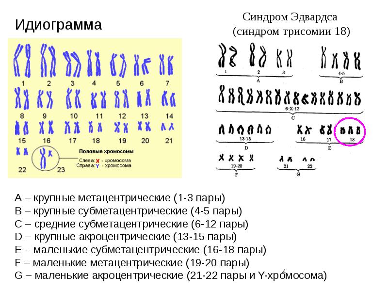 Основные положения хромосомной теории. Идиограмма кариотипа. Строение хромосом кариотип идиограмма. Идиограмма хромосом человека. Синдром Эдвардса идиограмма.