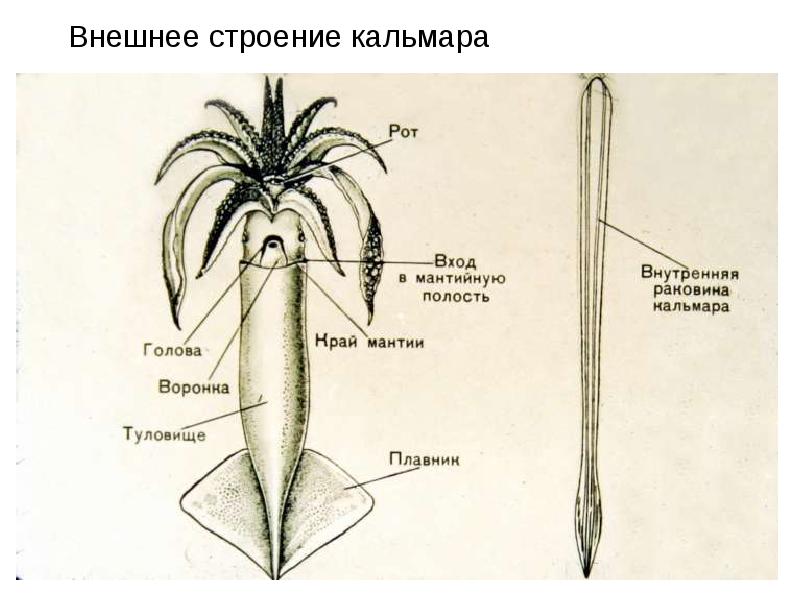 Внешнее строение каракатицы рисунок с подписями