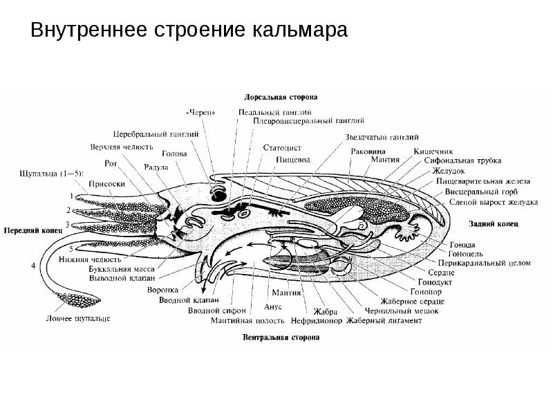 Каковы основные признаки характеризующие моллюсков составьте и зарисуйте схему строения