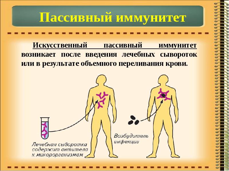 Искусственный активный иммунитет. Пассивный иммунитет возникает после введения. Искусственный пассивный иммунитет. Искусственный пассивный иммунитет возникает после. Сыворотка пассивный иммунитет.