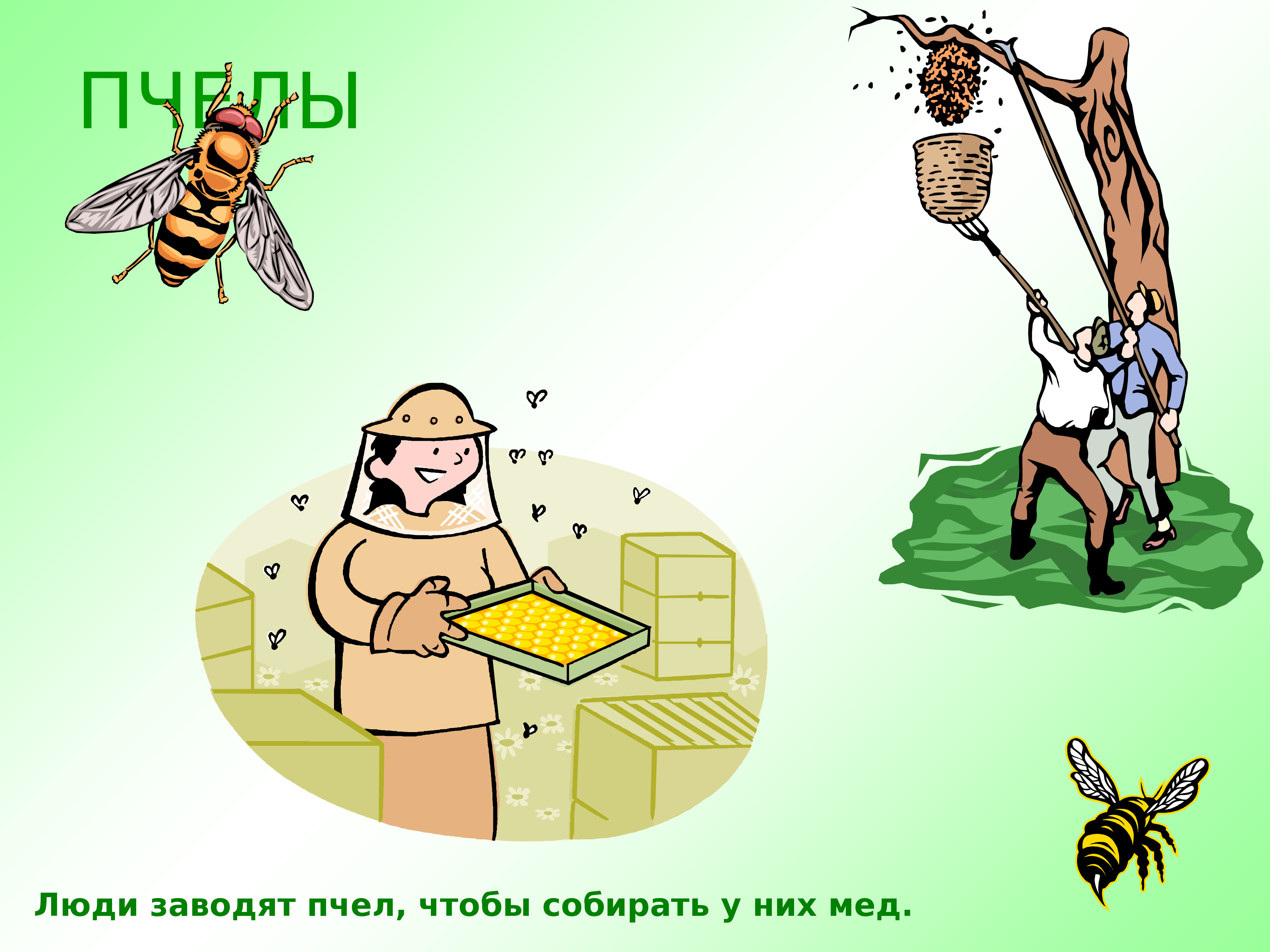 Пчелы в жизни человека. Важность пчел. Роль пчелы в жизни человека. Роль пчелы в жизни человека рисунок. Пчелы и человек взаимосвязь.