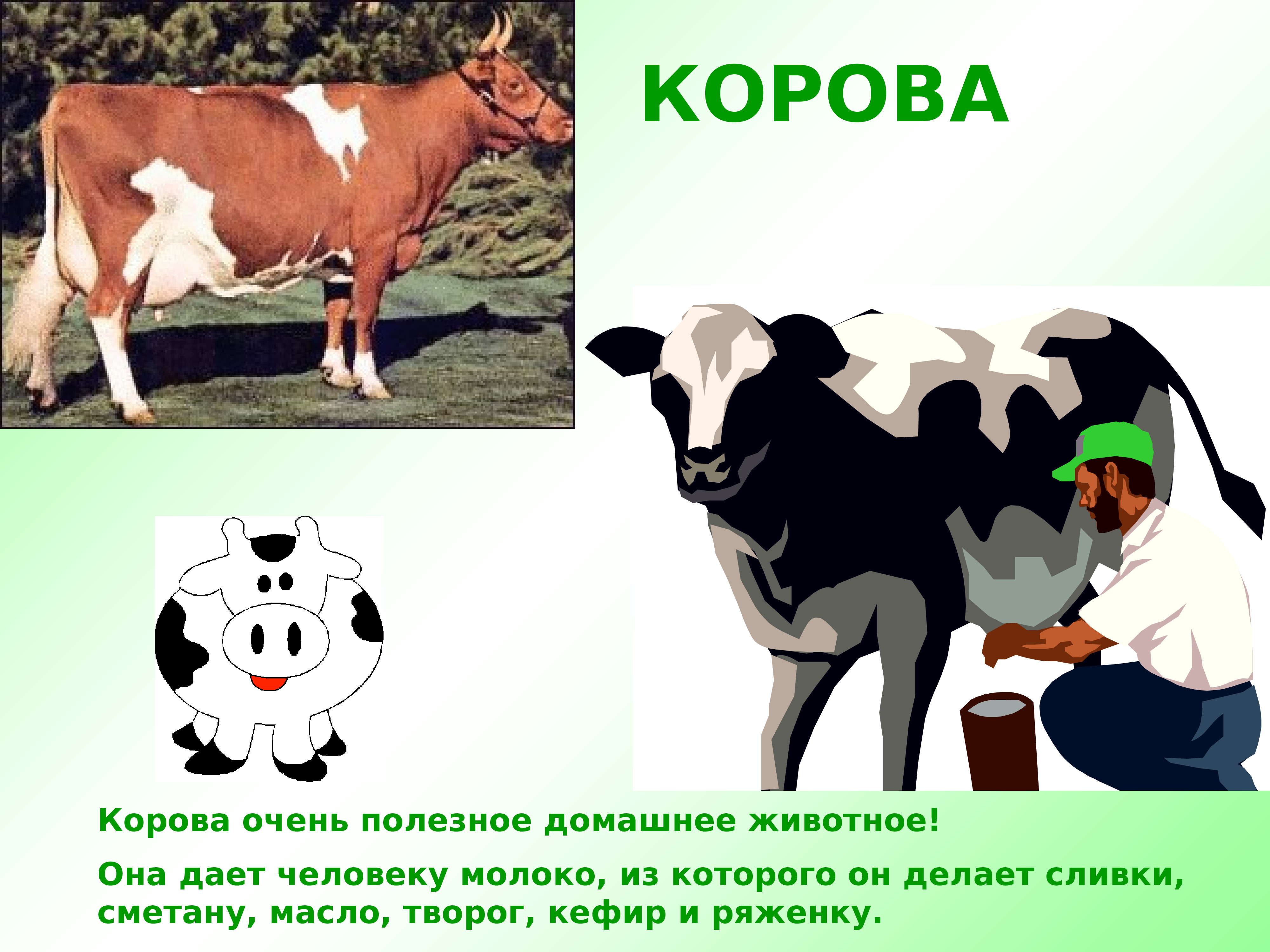 Проект корова домашнее животное