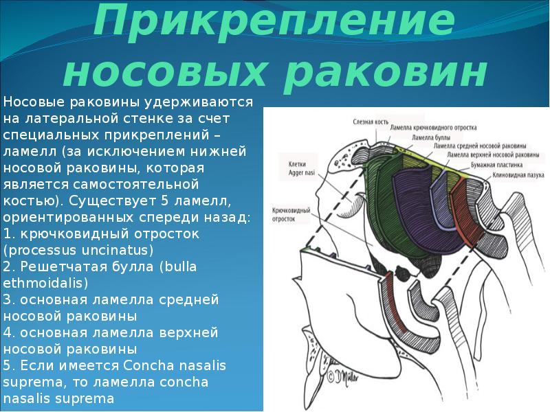 Анатомия носа и околоносовых пазух презентация