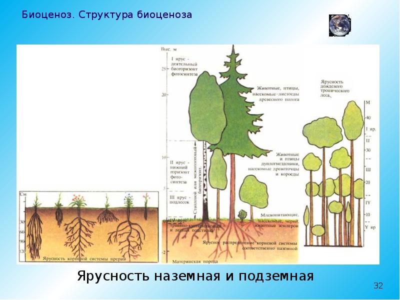 Надземные ярусы леса. Ярусность фитоценоза. Ярусность зооценоза. Ярусность биоценоза. Надземная ярусность.