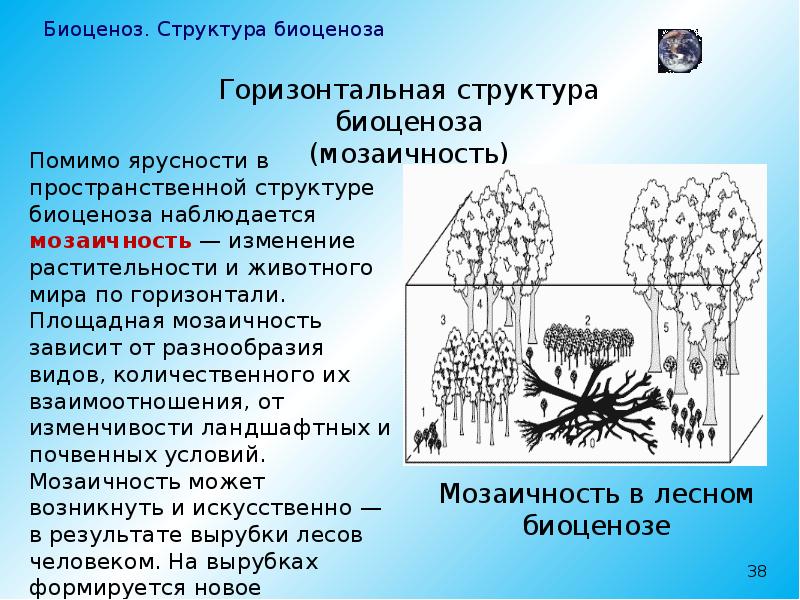 В биоценозе имеются. Структура биоценоза. Биоценоз структура биоценоза. Структура биогценозаценоза. Вертикальная структура биоценоза.