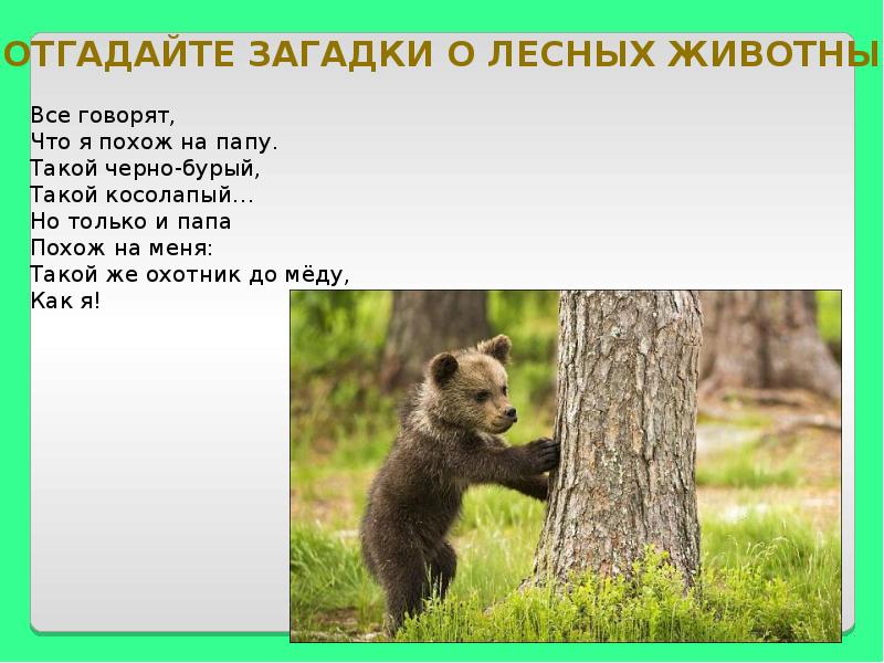 Загадка дикий. Загадки про лесных зверей. Загадки про лесных животных. Загадки про обитателей леса. Загадки про лесных животных для малышей.