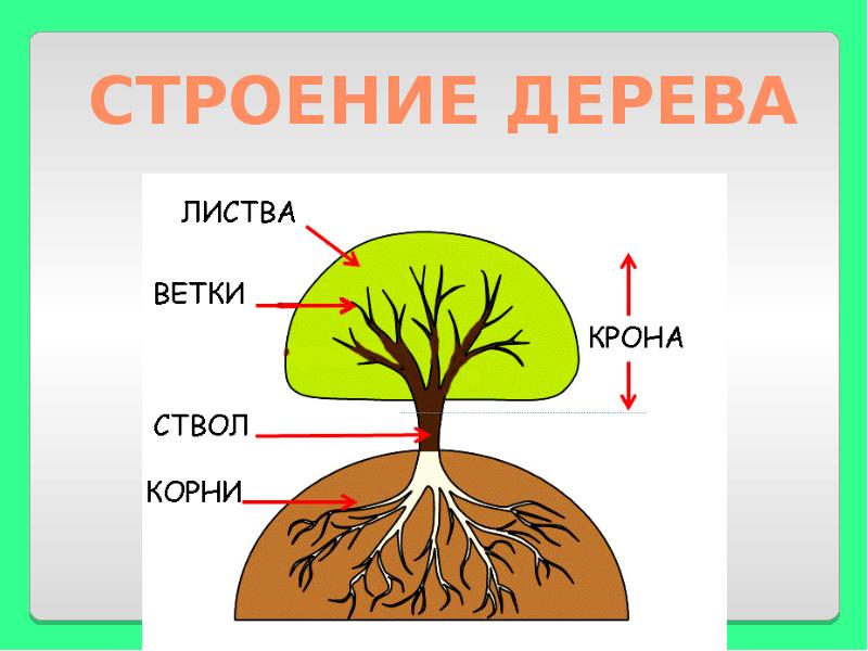 Части дерева для детей в картинках