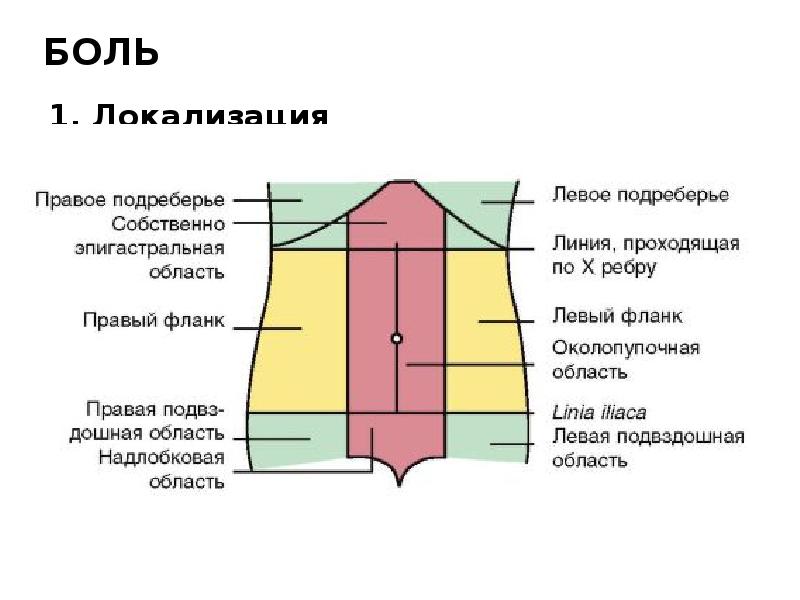 Где Находится Правое Подреберье Фото