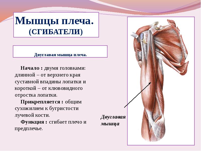 Мышцы плечевого пояса презентация