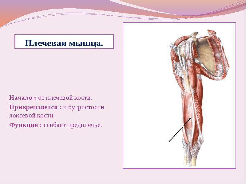 Укажите прикрепление плечевой мышцы. Плечевая кость прикрепление мышц. Плечевая кость дельтовидная бугристость. Мышцы сгибающие плечо.