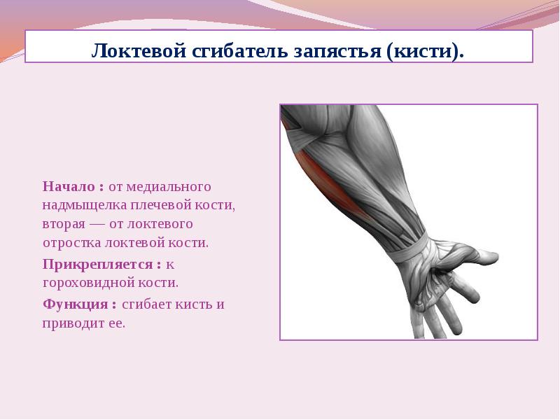 Сгибатели кисти. Локтевой сгибатель кисти мышца функции. Мышца локтевой сгибательной кости. Локтевой сгибатель кисти иннервация. Локтевой сгибатель кисти анатомия.