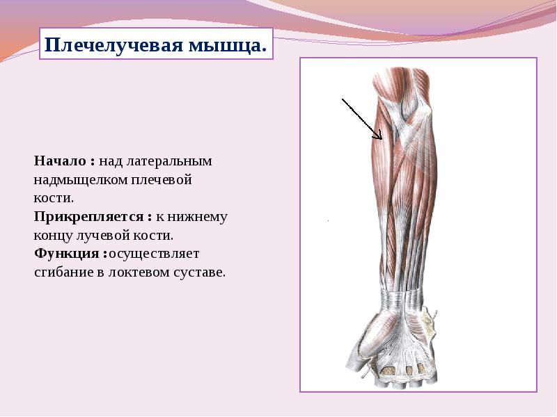 Мышцы прикрепляются к костям с помощью сухожилий. Мышцы кисти пластическая анатомия. мышцы плечевого пояса пластическая анатомия. внутренний надмыщелок плечевой кости. мышцы прикрепляющиеся к внутреннему надмыщелку.