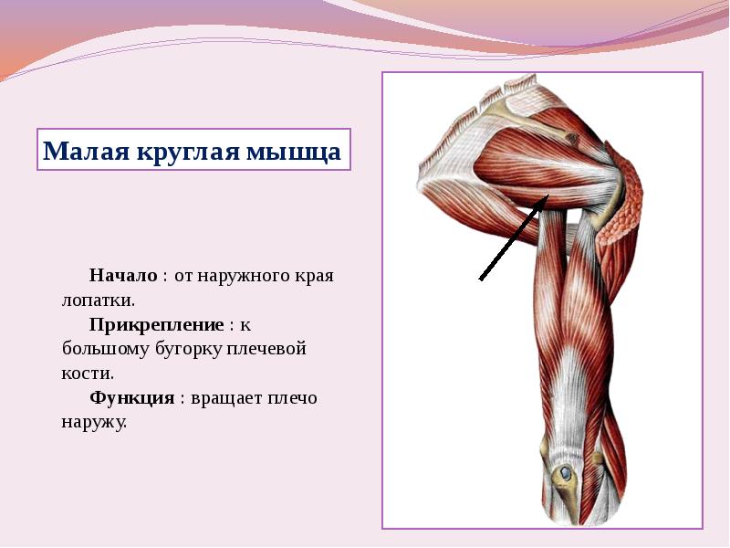 Мышцы верхней конечности презентация