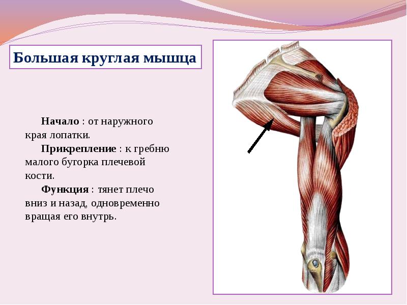 Мышцы плечевого пояса презентация