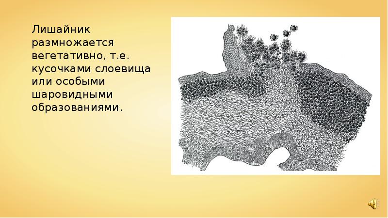 На рисунке изображено слоевище лишайника цифрой 1 обозначен структурный компонент