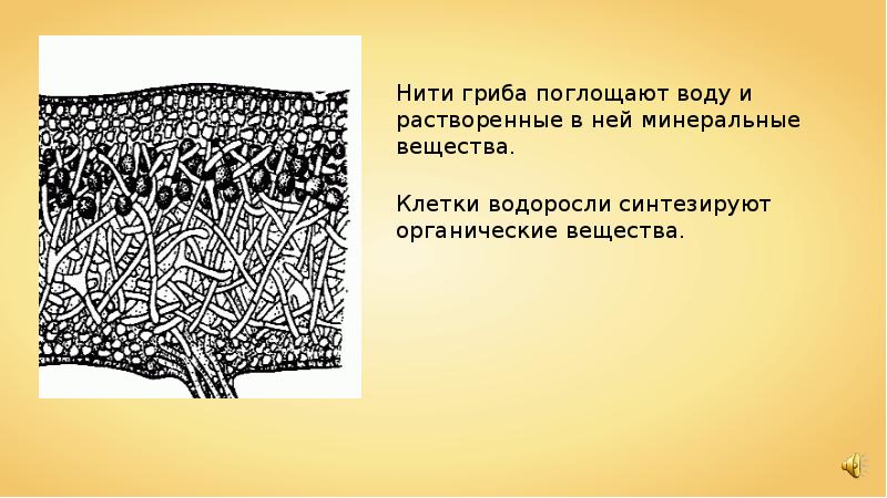 Нити гриба. Что поглощает нити гриба. Нити гриба лишайника поглощают. Грибница из ниток.