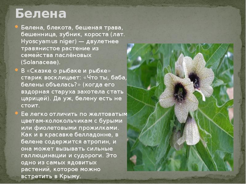 Красавка белладонна. Паслен ядовитое растение. Белена стебель. Атропа белладонна. Паслен сладко горький семейство.