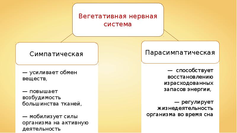 Как нервная система регулирует обмен органических веществ