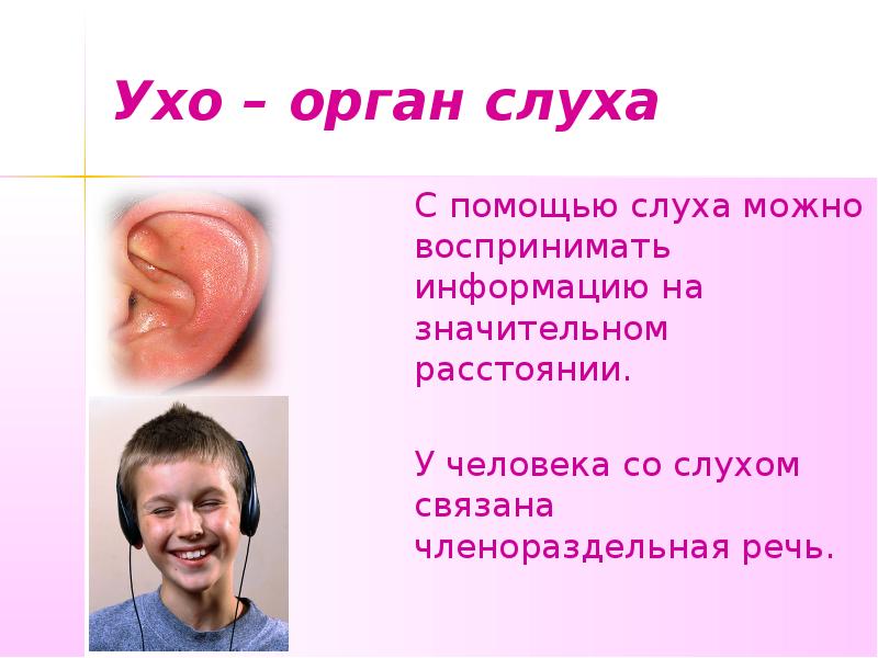 Органы чувств орган слуха. Уши орган слуха. Информация про орган слух ухом.