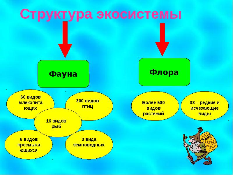 Структура животного мира в виде схемы