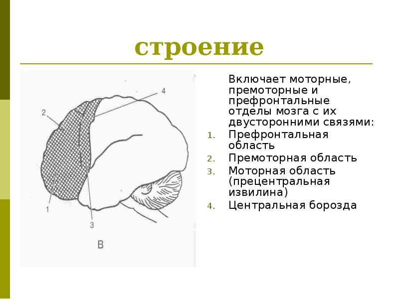 Блок мозгов. Второй функциональный блок мозга структуры. Структура 3 блока мозга. 1 Функциональный блок мозга анатомические структуры. 3 Функциональный блок мозга структура.