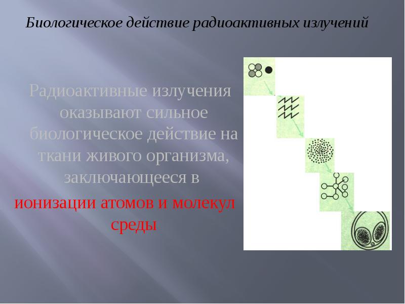 Интенсивность радиоактивного излучения. Биологическое действие радиоактивных излучений. Биологическое действие радиоактивных излучений презентация. Биологическое воздействие радиации на живые организмы. Биологическое действие радиоактивного излучения на организм.