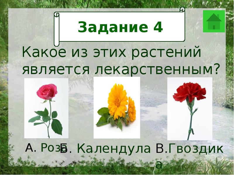 Цветок является символом оренбуржья. Какие цветы считаются мужскими. задачки про цветы. какой цветок считается лучшим.