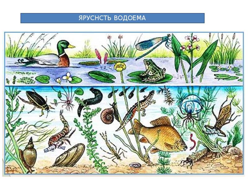 Экосистема озера рисунок