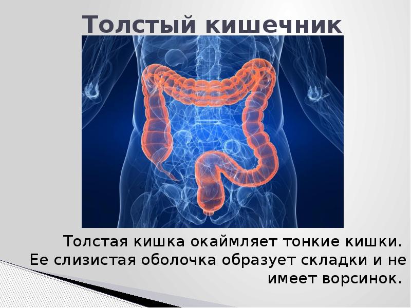 В толстом кишечнике всасывается. Исследование Толстого кишечника. В толстой кишке имеются складки. Слизистые тонкого кишечник образует складки.