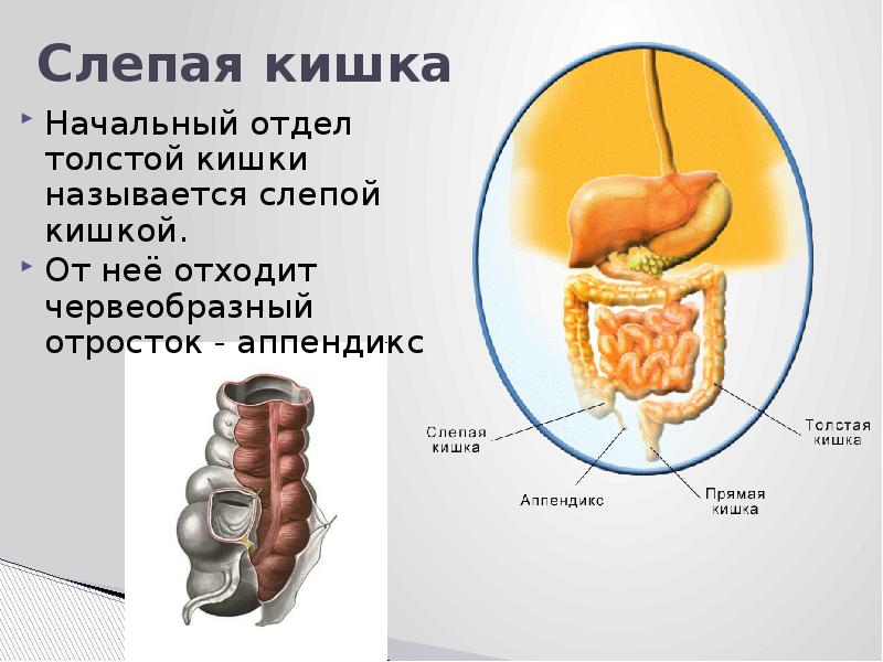 Слепая кишка. Функция слепой кишки в пищеварении. Начальный отдел Толстого кишечника.