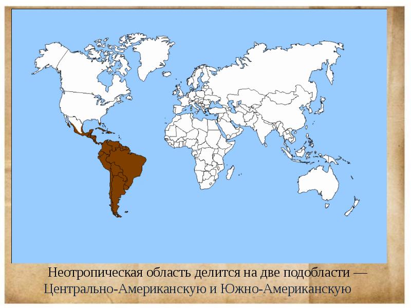Неотропическое царство презентация