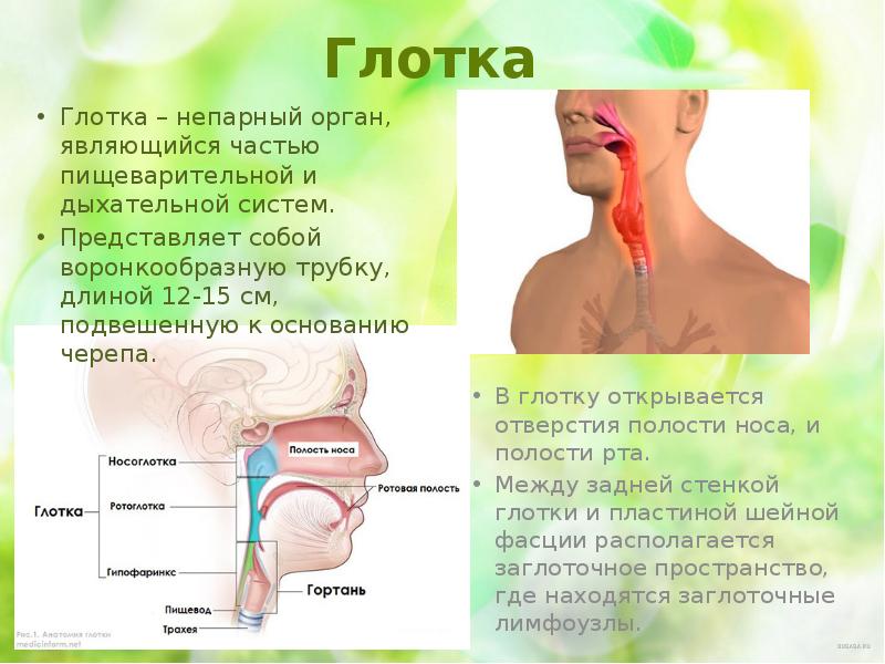 Возрастные анатомо физиологические особенности пищеварительной системы презентация