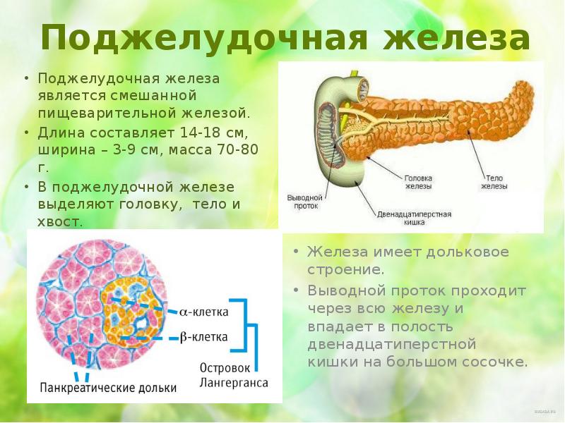 Строение и функции пищеварительных желез