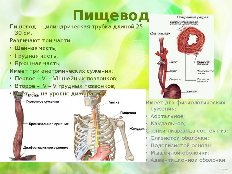 Возрастные анатомо физиологические особенности пищеварительной системы презентация