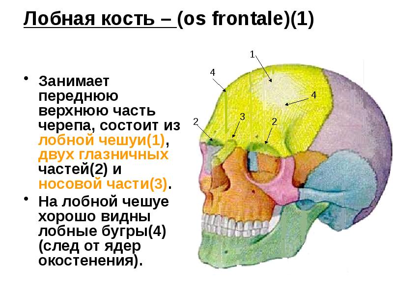 Кости черепа презентация анатомия