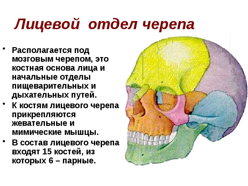 Отделы черепа