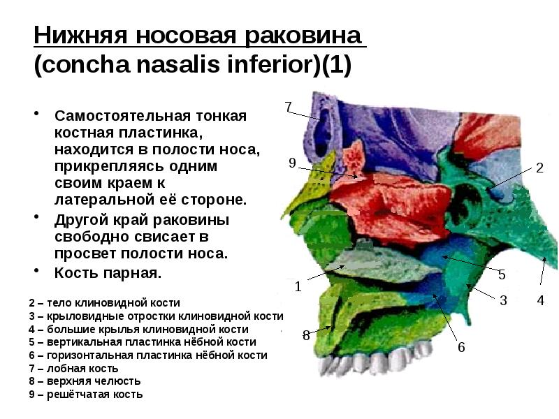 Concha латынь. Нижняя носовая раковина анатомия. Нижняя носовая раковина анатомия в черепе. Нижняя носовая раковина сошник. Нижняя носовая раковина на латинском.