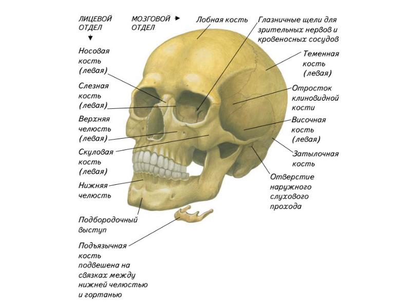 Кости черепа презентация анатомия