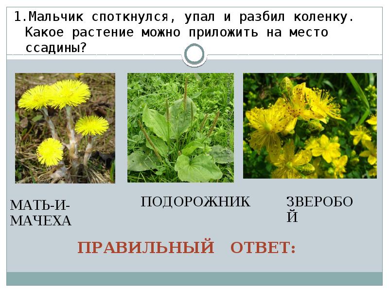 Какое это растение узнать по фотографии