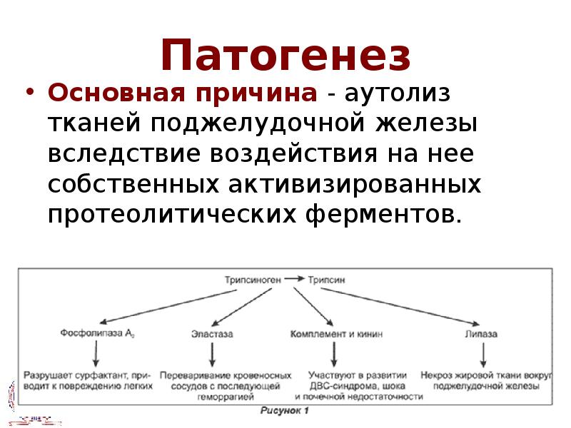 Схема активации протеолитических ферментов поджелудочной железы