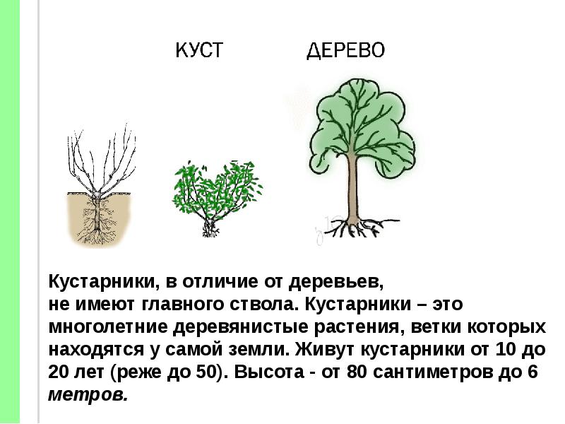 Части кустарника схема для детей