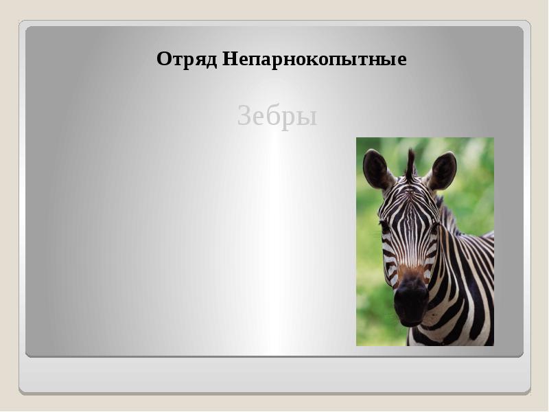 Зебра отряд