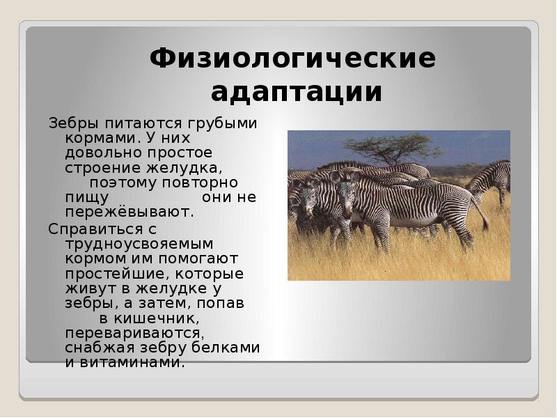 Отряд непарнокопытные особенности строения. Непарнокопытные презентация. отряд непарнокопытные желудок. вымершие непарнокопытные. непарнокопытные строение конечностей.