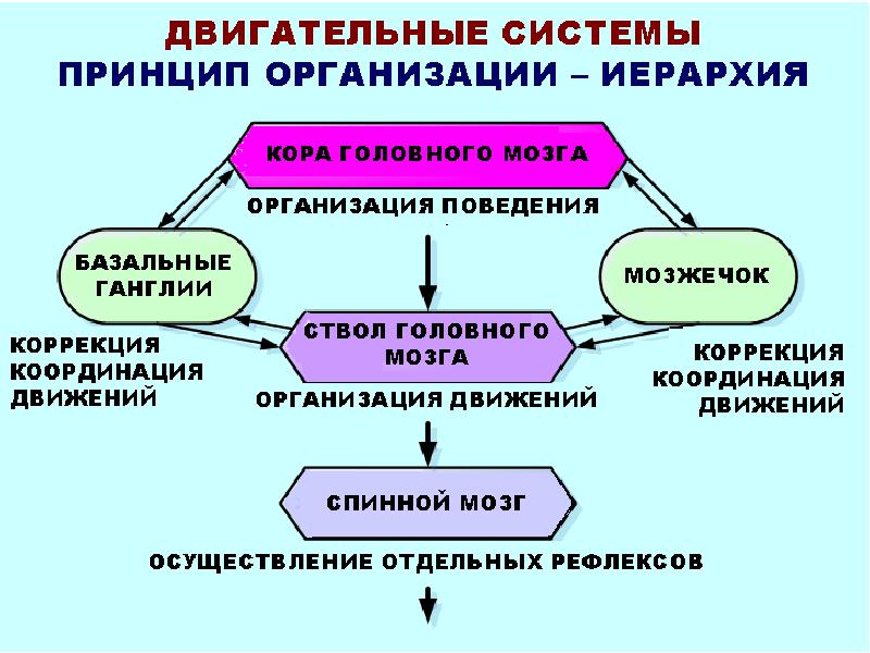 Двигательные структуры. Нервный тик психосоматика.