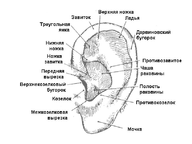 Рак наружного уха фото