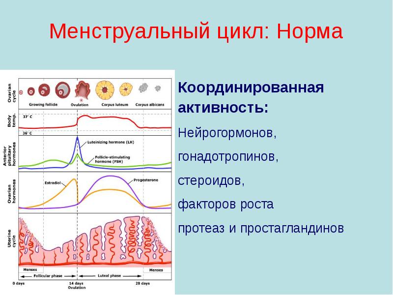 Месячный цикл после 45. Менструальный цикл. Нормальный менструальный цикл. Норма менструационного цикла. Цикл менструального цикла норма.