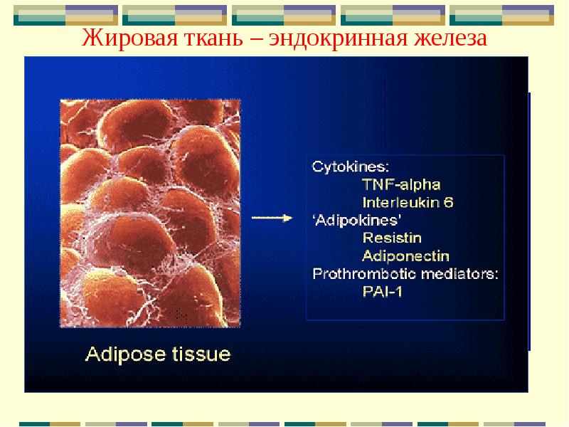 Презентация на тему жировая ткань