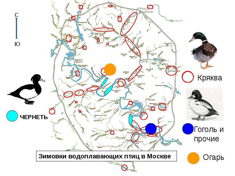 Административно-территориальное деление украины. Карта с птичкой. Контурная карта украины. Пути миграции птиц. Казенное птичье карта.