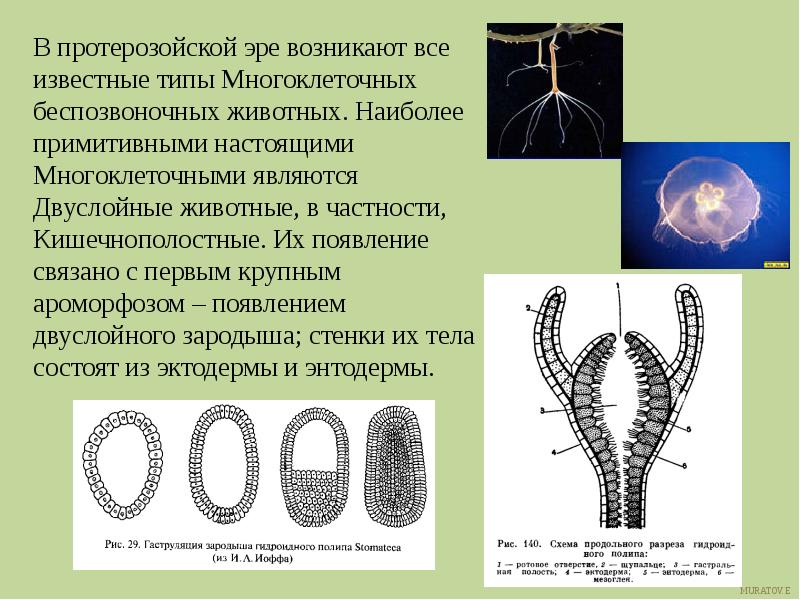 Наиболее примитивный. Типы многоклеточных. Многоклеточных животных. Многоклеточные животные представители. Кишечнополостные протерозойской эры.